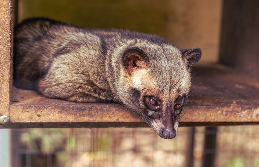 civet lying inside cage