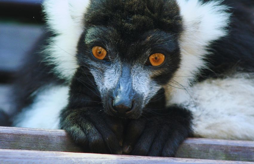 close-up of Black and White Ruffed Lemur