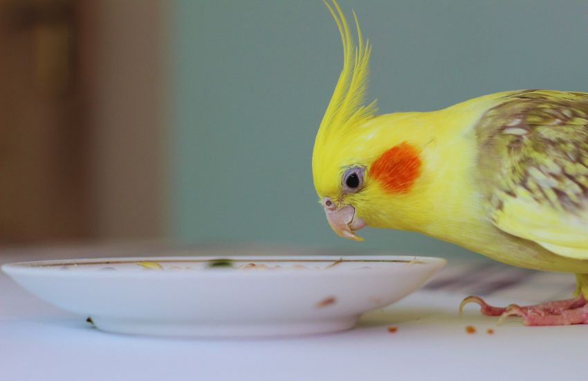 cockatiel eating from a plate