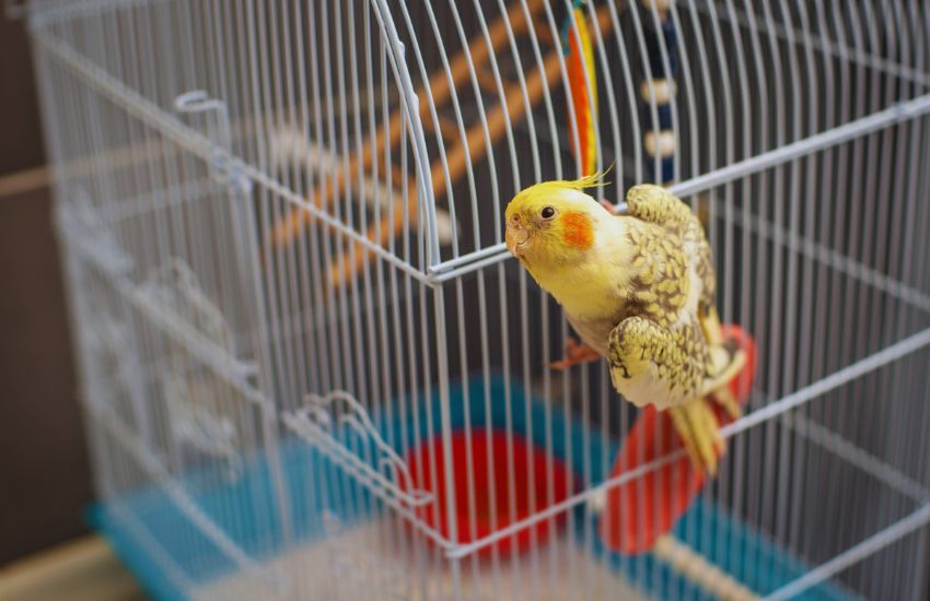 cockatiel on a cage