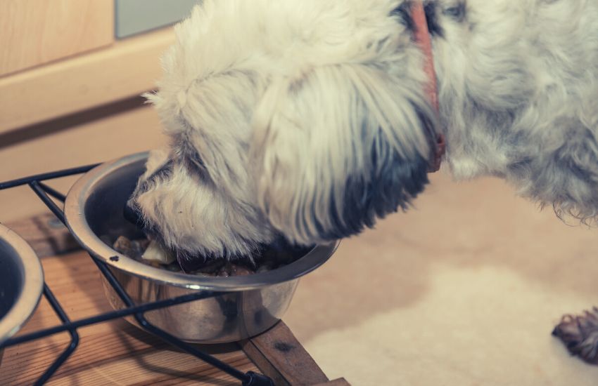 Dog eating from a bowl with food mixed with coconut oil