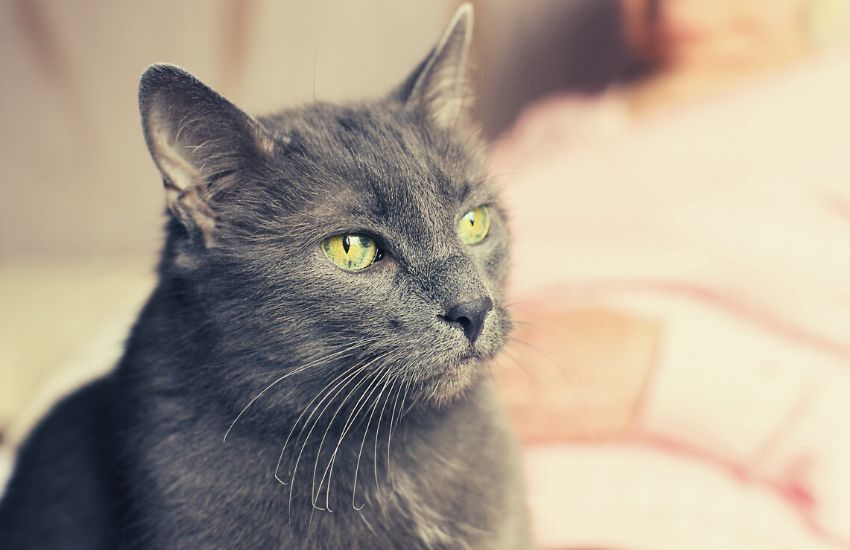 A grey senior cat that is showing signs of becoming geriatric