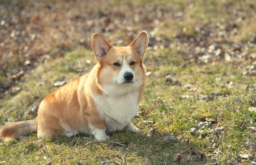 Corgi sitting on the grass with eyes squinted at the camera