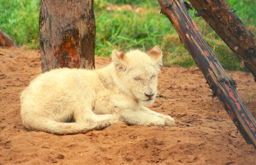 A cute animal picture of a sleeping white lion on the ground, with its back on a wood