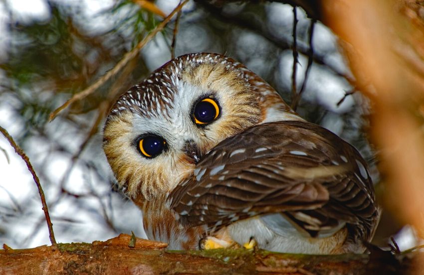 Northern saw-whet owl standing on a branch