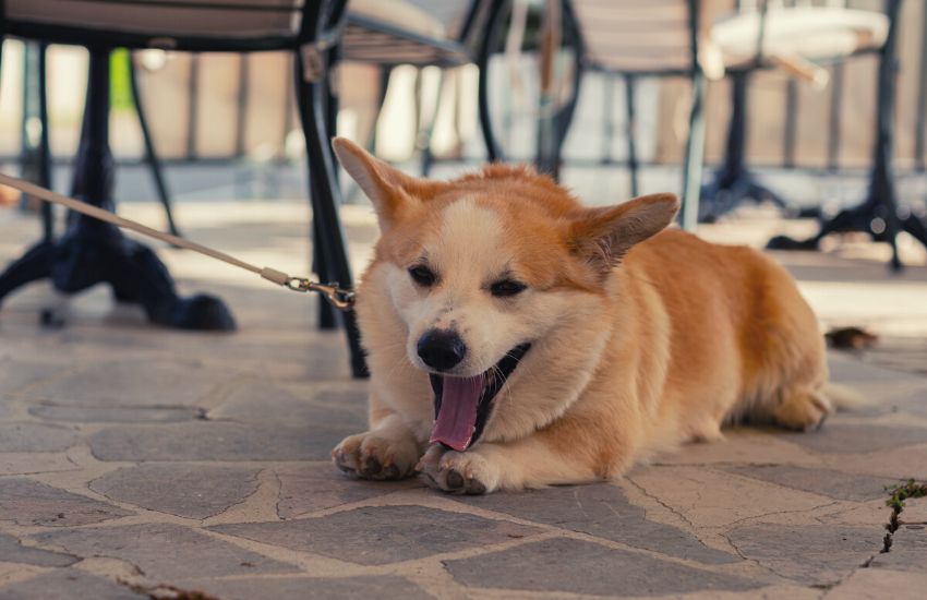 Corgi pictures with a collar yawning while lying on the floor