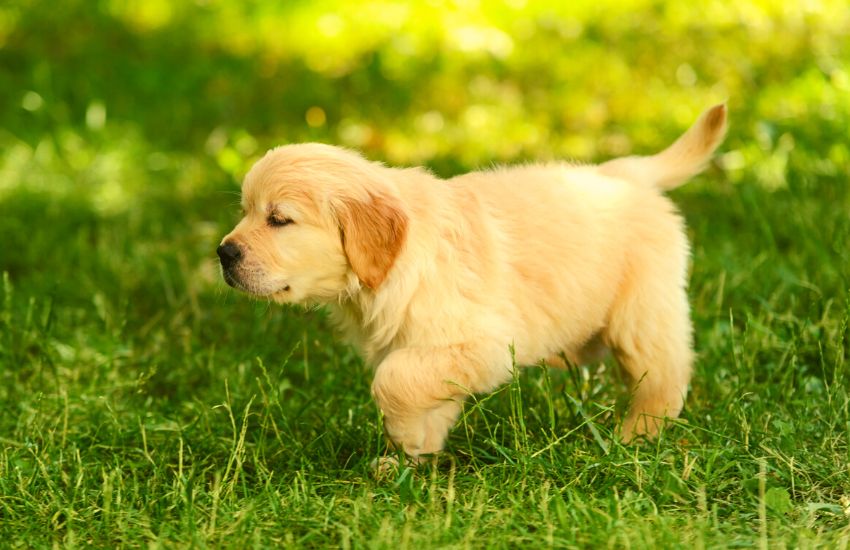 Golden Retriever puppy walking across the grass