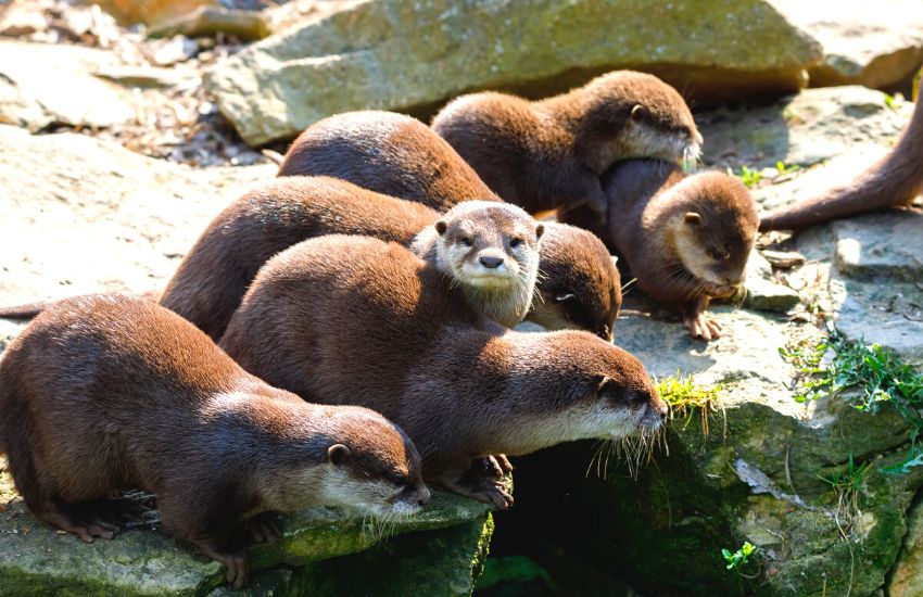 Group of cute otters huddled together