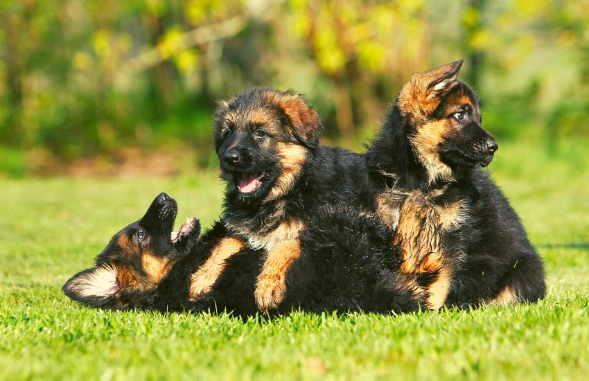 German Shepherd puppies playing on a lawn