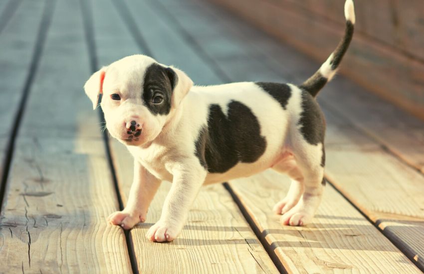 American Straffordshire Terrier puppy standing on a deck