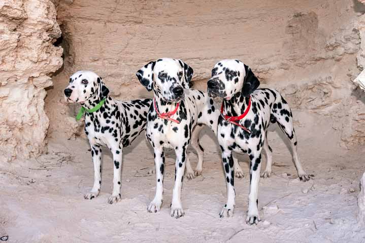 Dalmation dogs on a hike