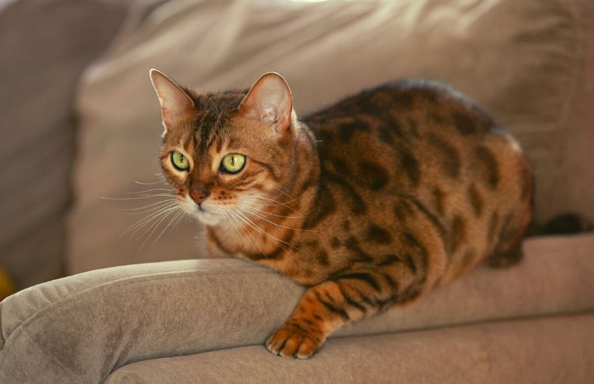 Do hypoallergenic cats exist? Bengal cat is sitting on a couch