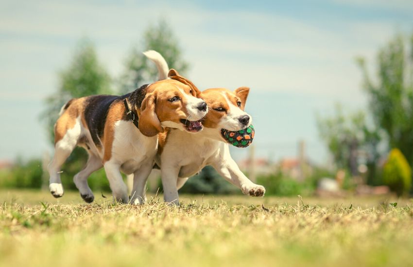 Two English Beagles are playing with each other.