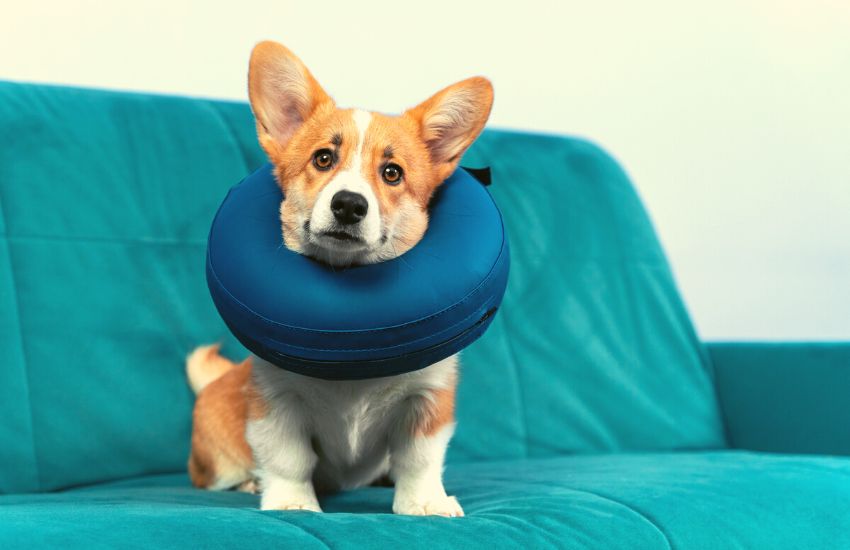 Dog wearing inflatable collar while sitting on a couch