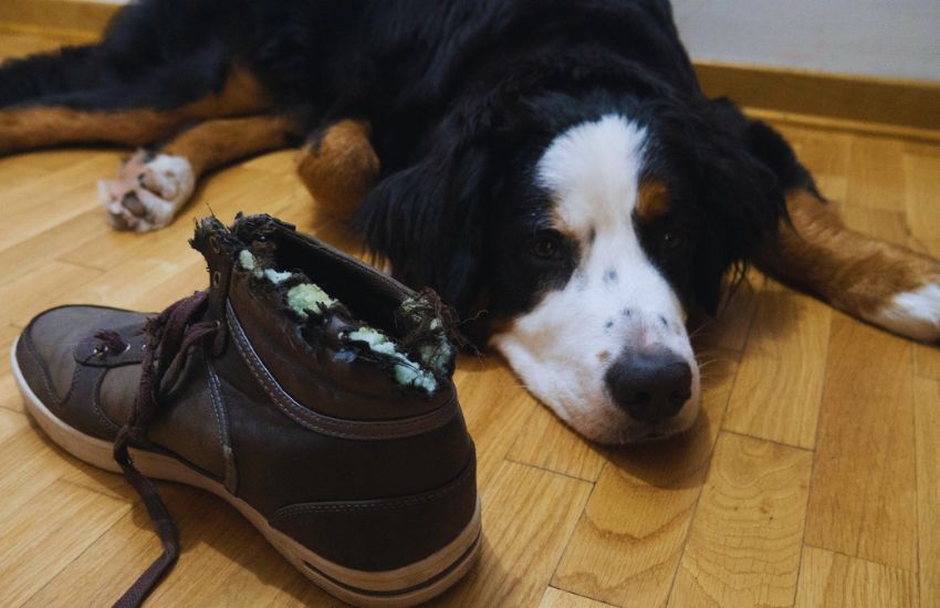 Dog lying beside chewed shoe