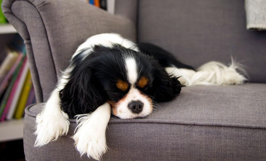 A tired dog groaning on a sofa