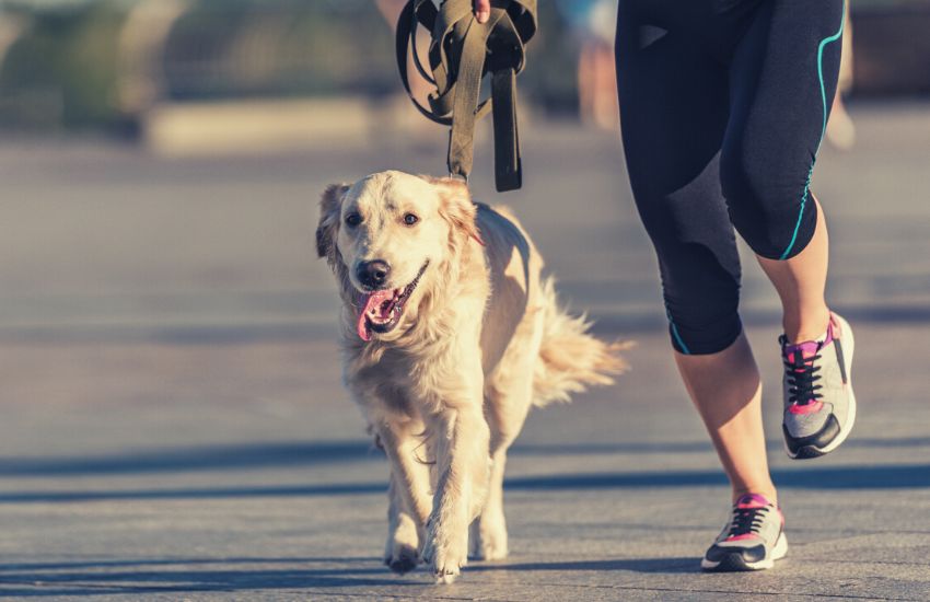 Dog on a leash running with owner