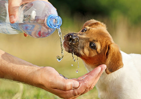 dog park etiquette drinking water