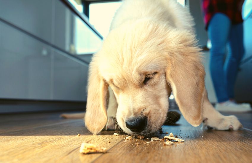 Golden retriever eating treats off a wooden floor