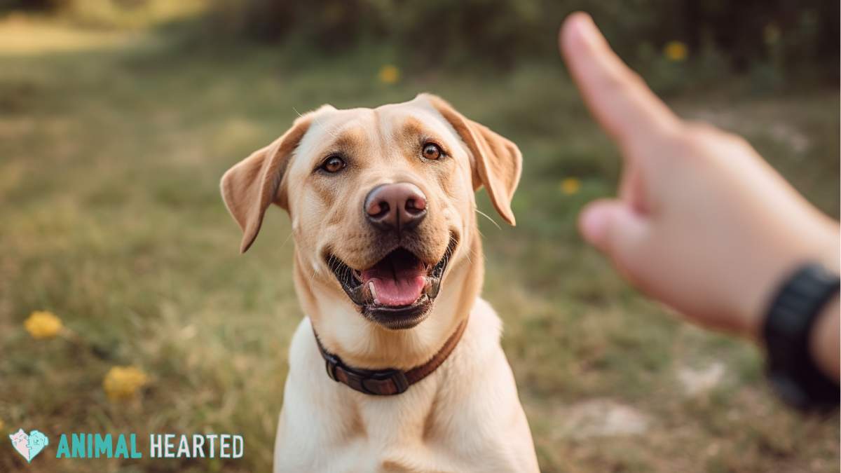 dog with collar looking at its owner's hand signal