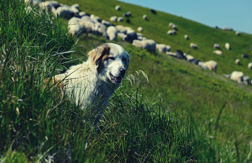 dog herding sheep