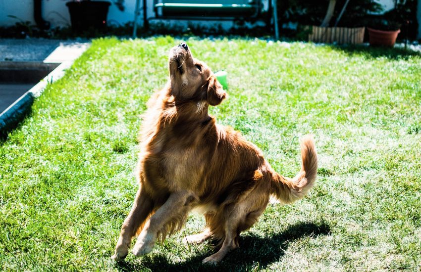 dog playing in a yard