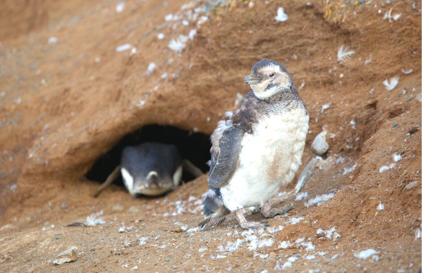 Two Australian little penguins on land during breeding season