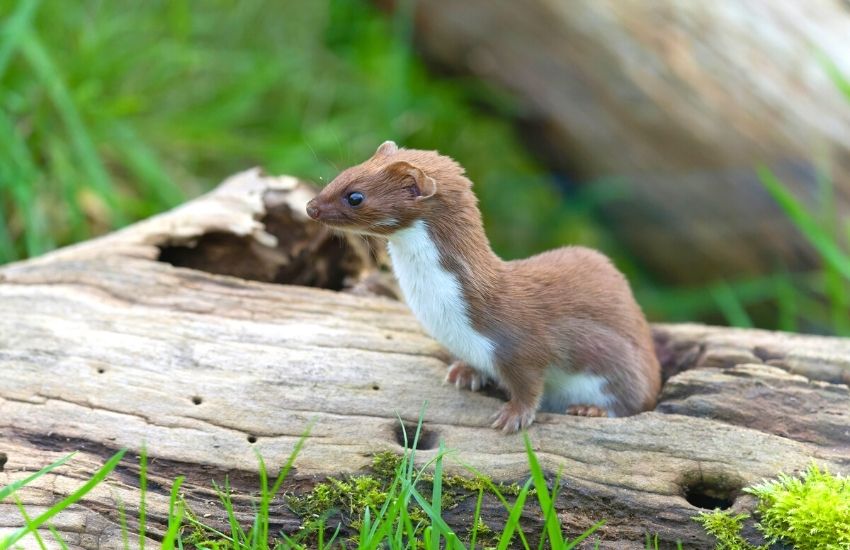 A domestic weasel sitting on a log outside.