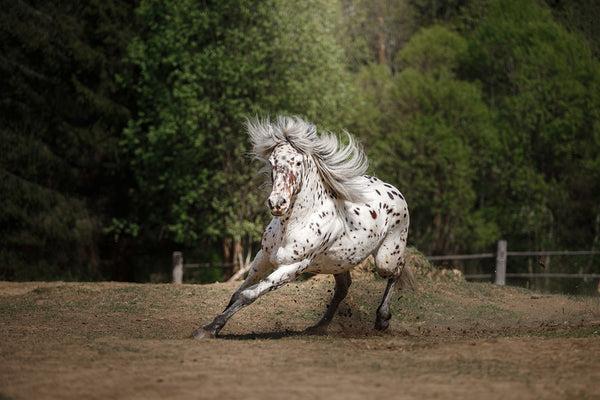 A majestic Appaloosa Horse running on grass with a fence on the background