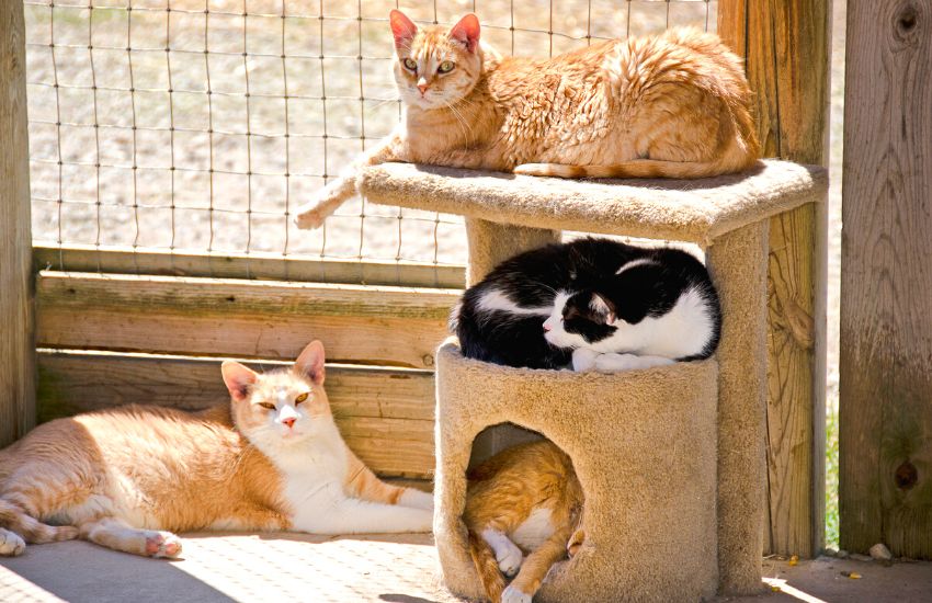 four cats in an enclosure basking in the sun