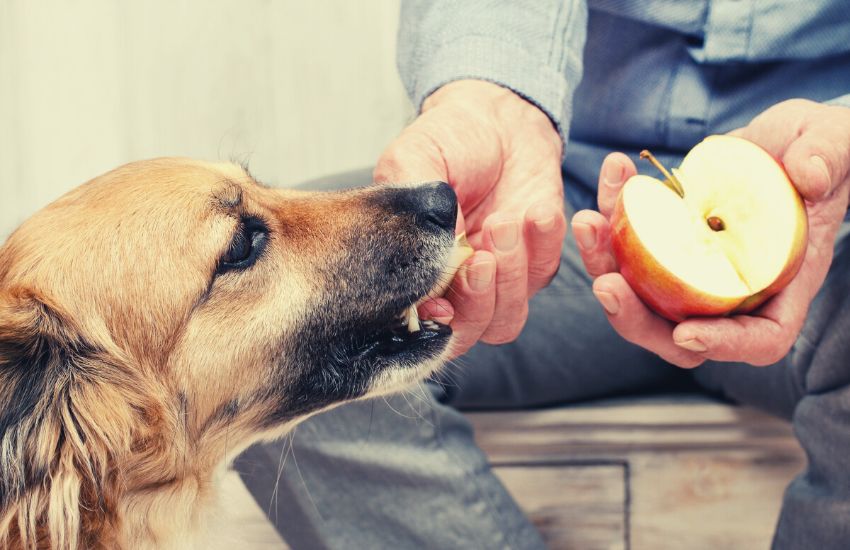Man feeds apple to a dog.