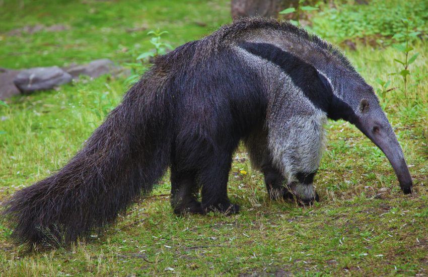 giant anteater sniffing grass
