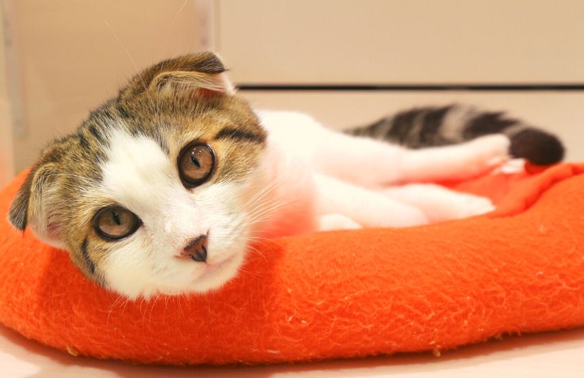 Cat sitting on a bed