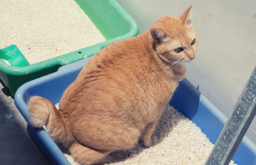 ginger cat in a litter box