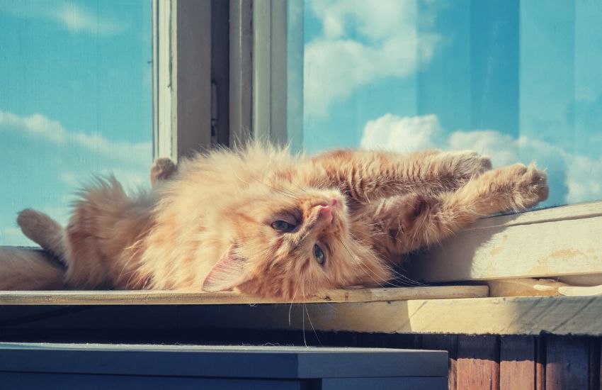 ginger cat relaxing on window sill