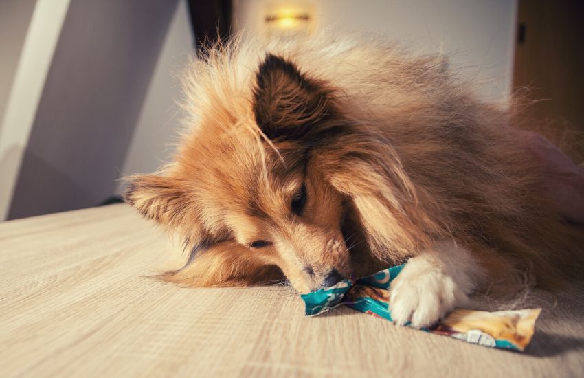 Dog eating treats from a plastic package while lying on a table