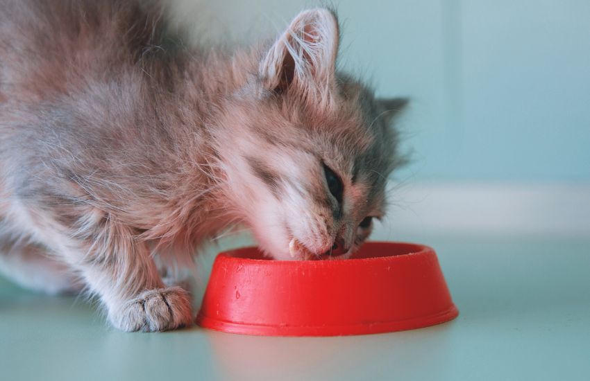 Gray kitten eating from a red bowl