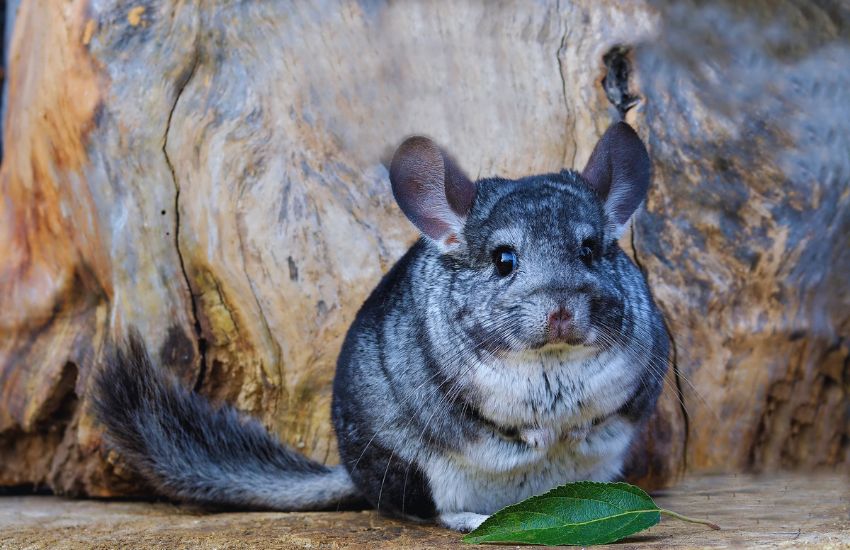 gray chinchilla with wooden background