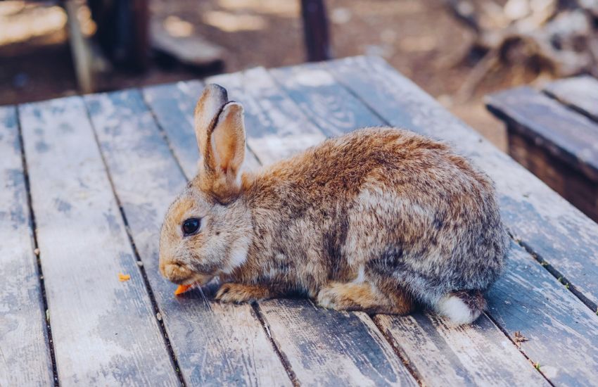 gray rabbit eating carrot on porch