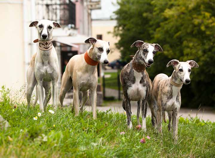 Greyhound hiking dogs 