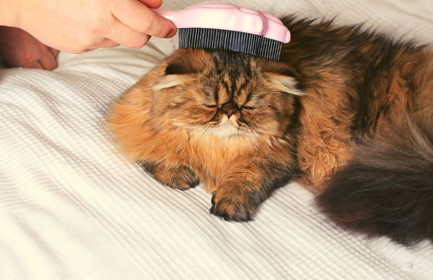 Cat getting groomed with slicker brush