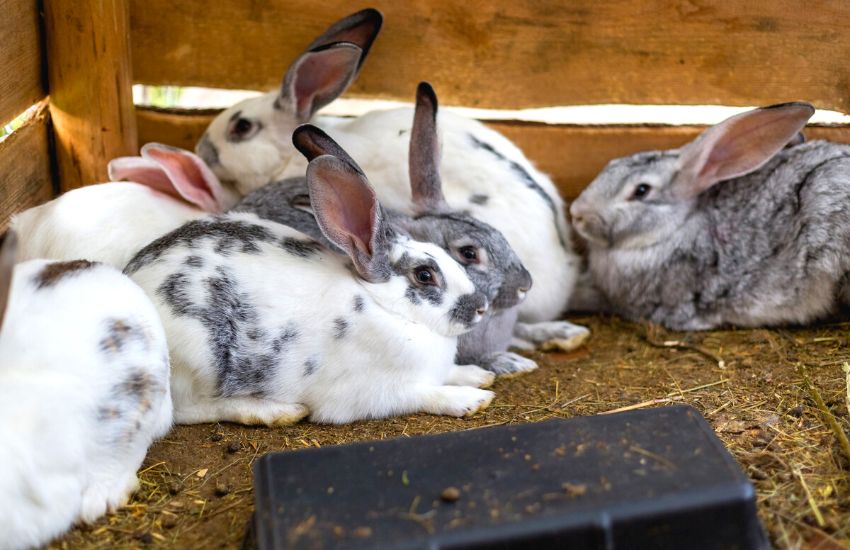 Group of rabbits in a shed