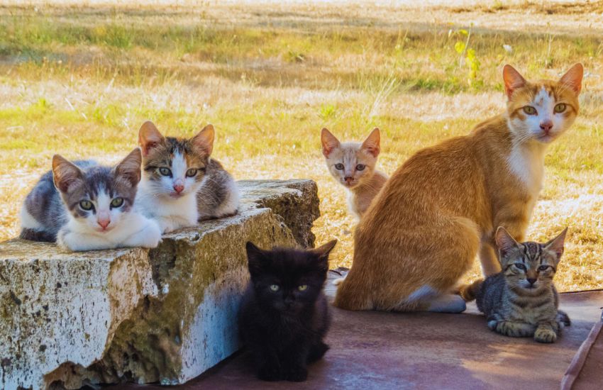 group of feral cats