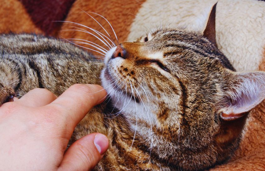 Hand on cat's chin