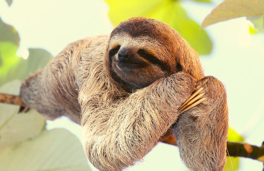 A sloth is lying across a tree branch in midair.