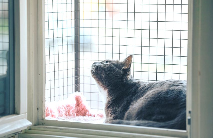 Gray cat perched on a window with safety net.