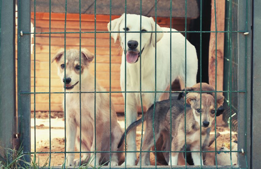homeless dogs in animal shelter
