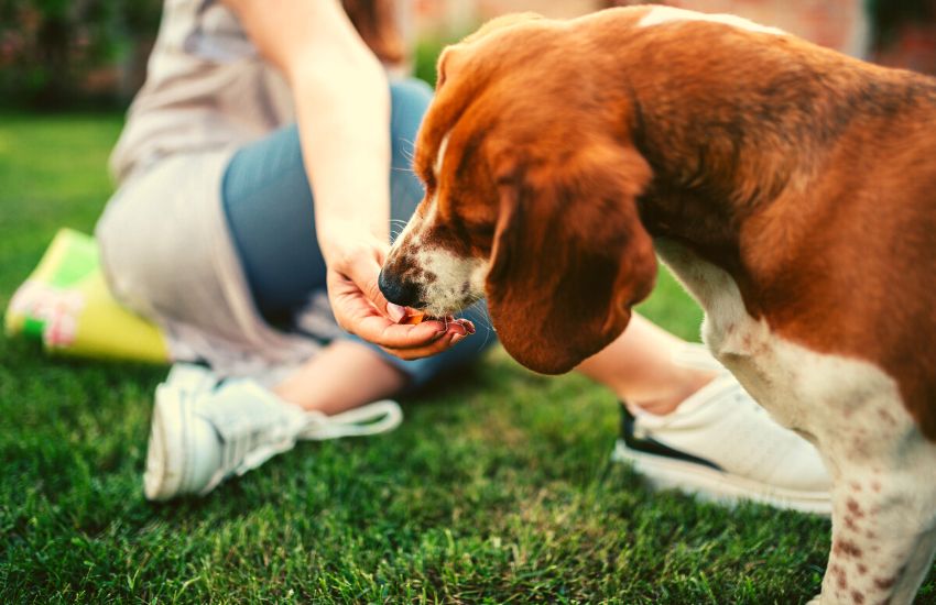 Dog eating treats from a woman's hand