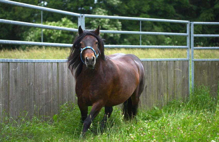 Horse running on grass inside a round pen