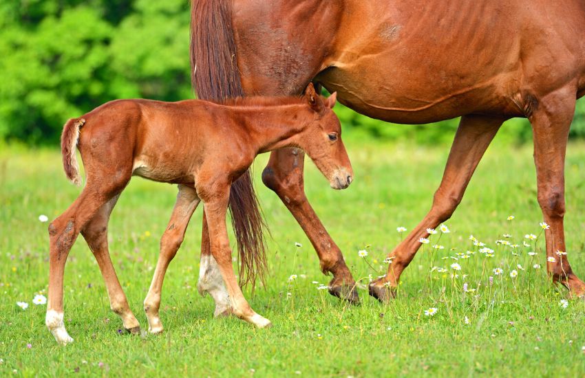 Baby horse walking alongside his mom